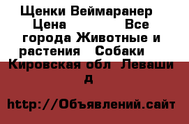 Щенки Веймаранер › Цена ­ 40 000 - Все города Животные и растения » Собаки   . Кировская обл.,Леваши д.